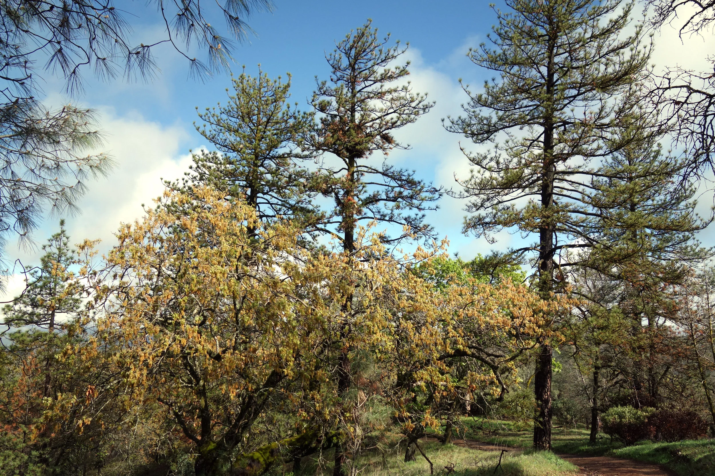 Henry coe state park 2