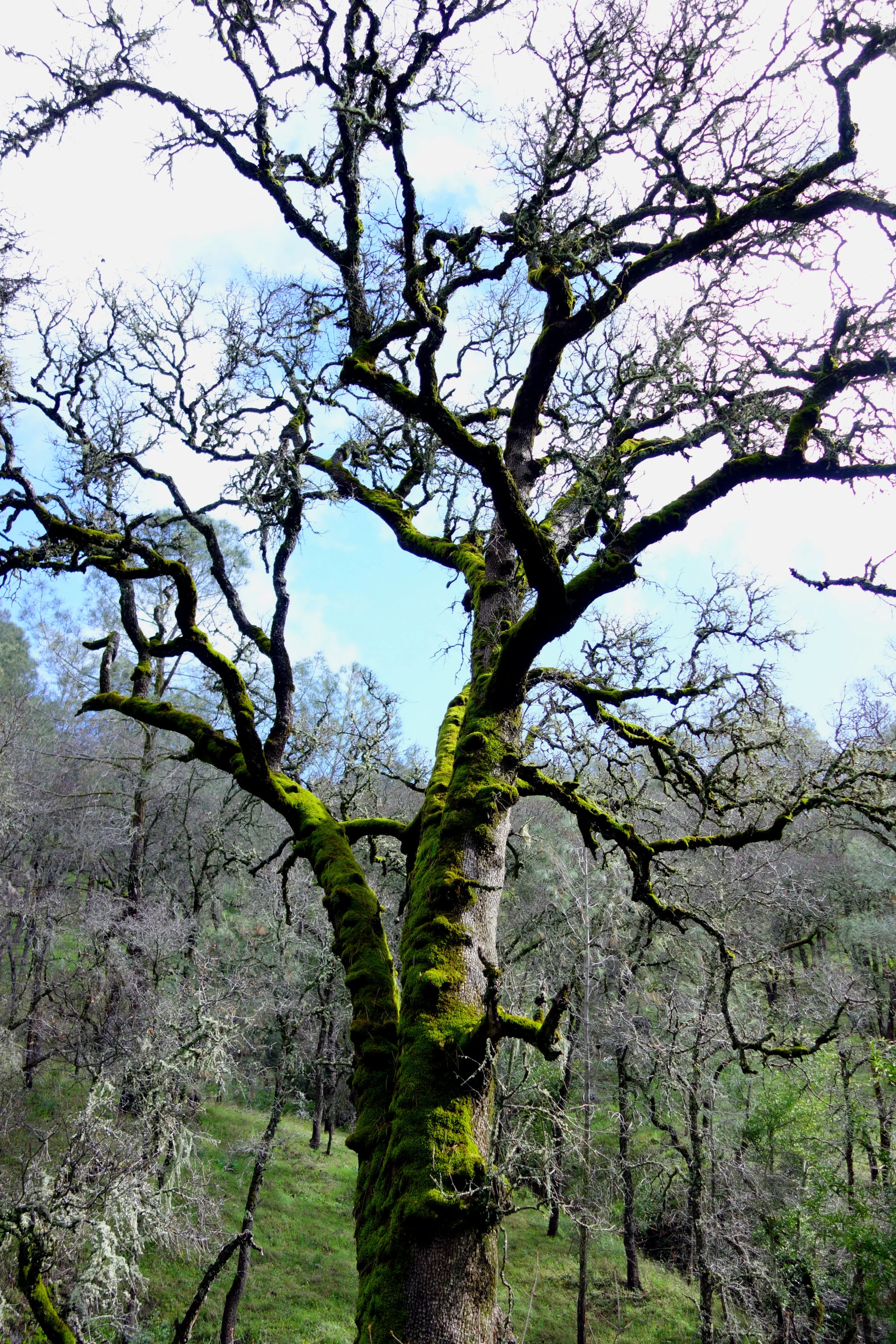 Henry Coe state park 4