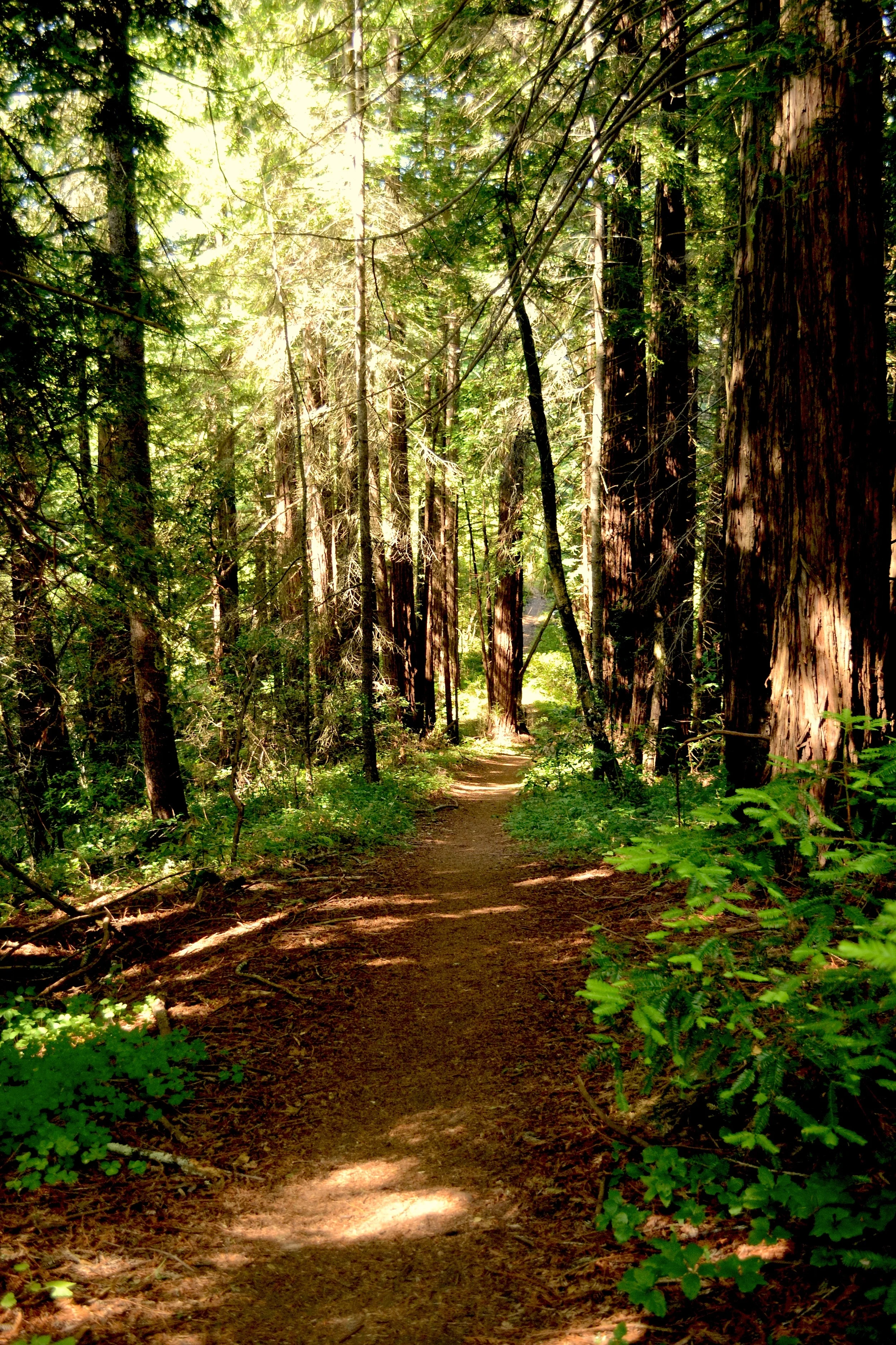 trail in the medicine buddha