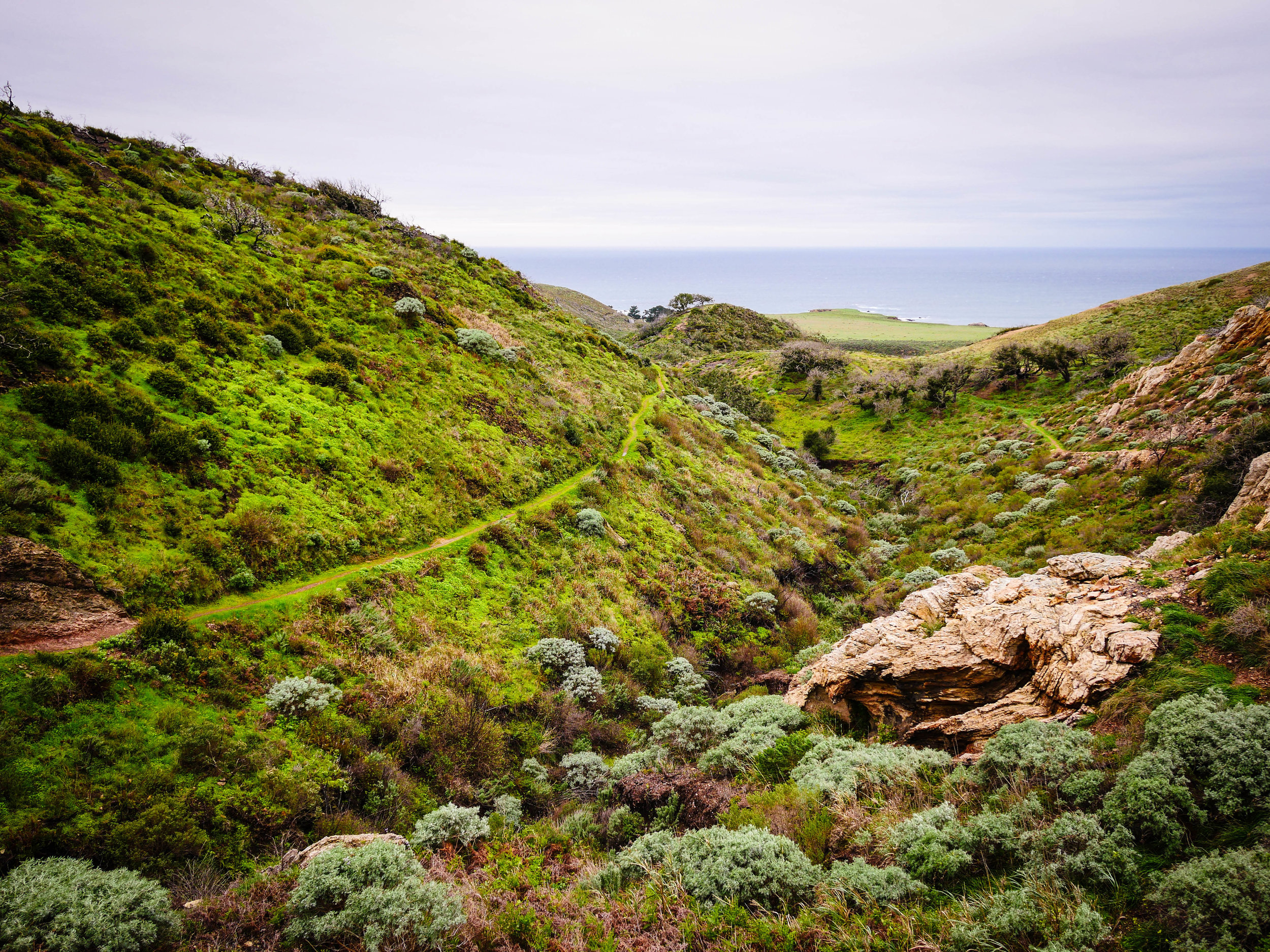 Recent rains turn the hills a lush green at Montana de Oro State Park. 
