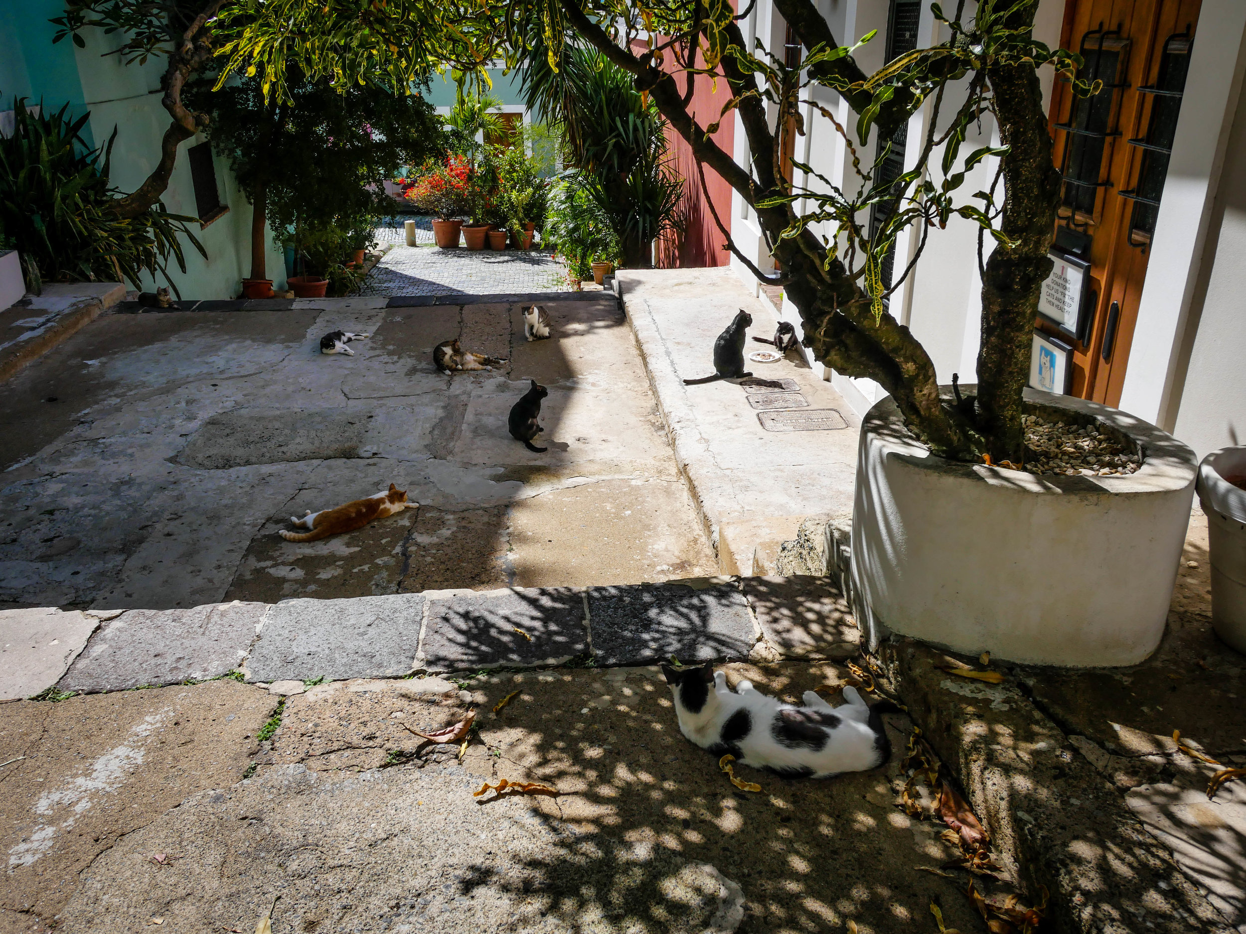 A cat hang-out spot