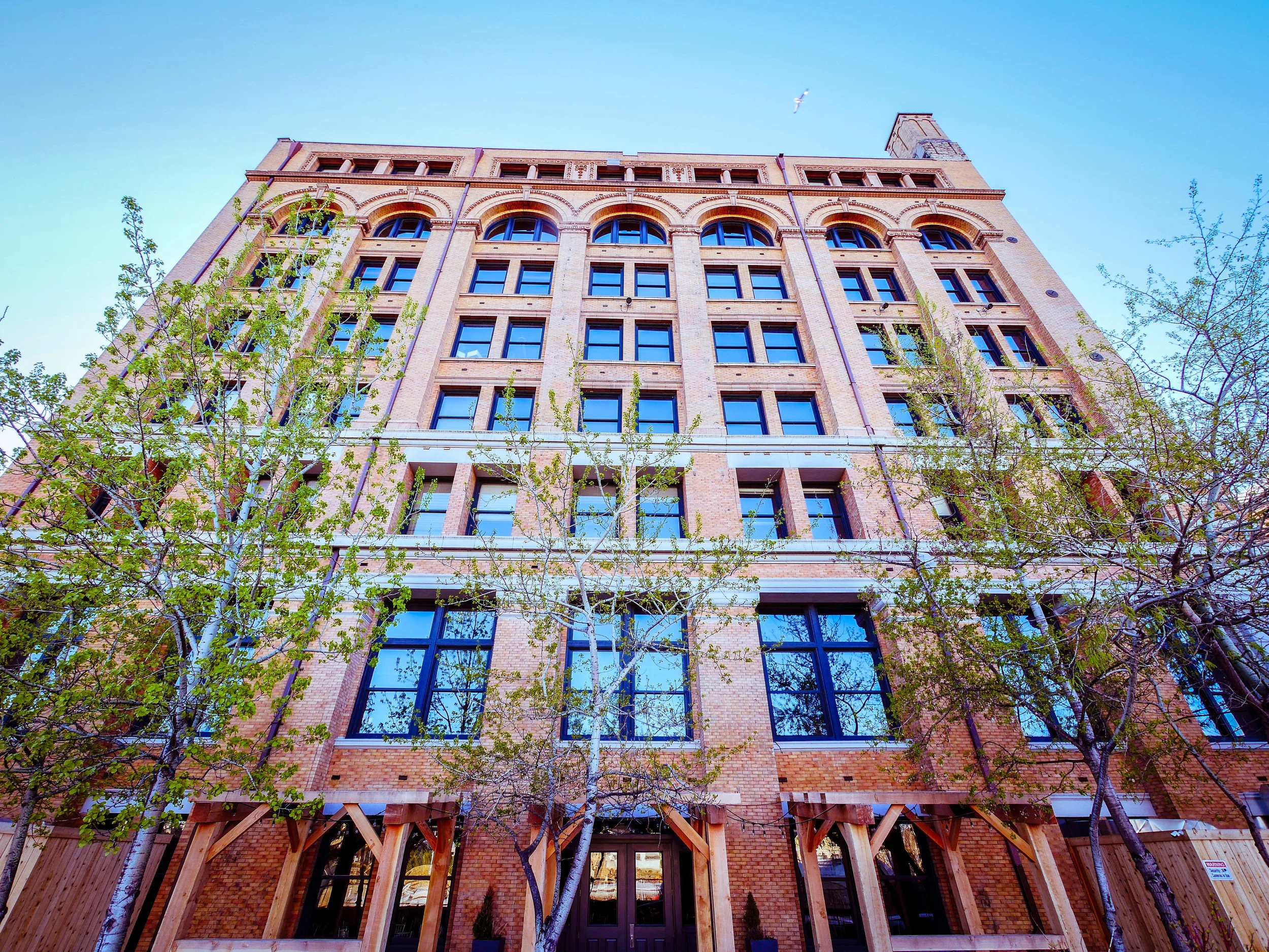Budding trees in spring time against towering brick buildings. 