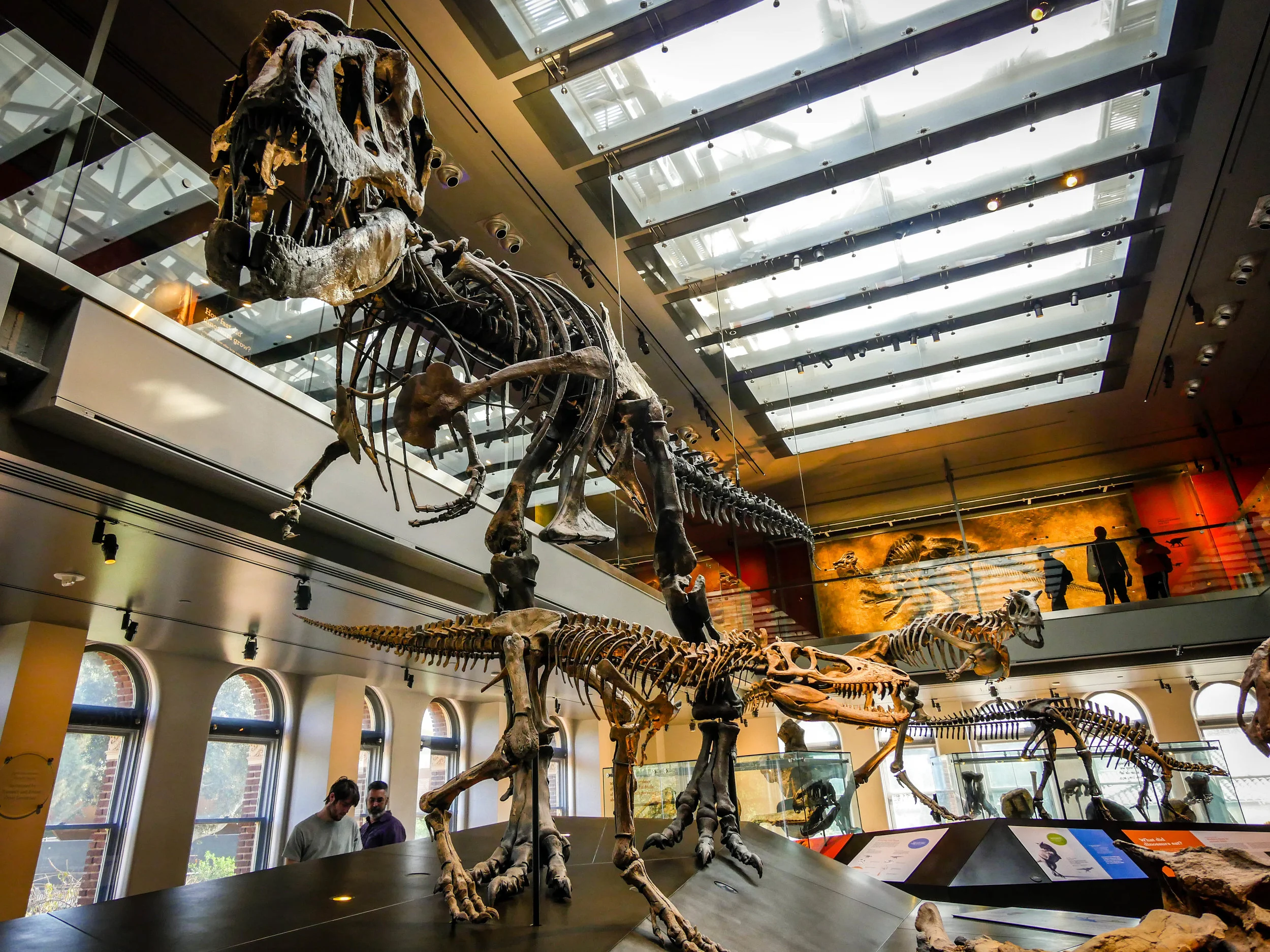 Thomas the T. Rex, a seventeen-year-old T. Rex. 