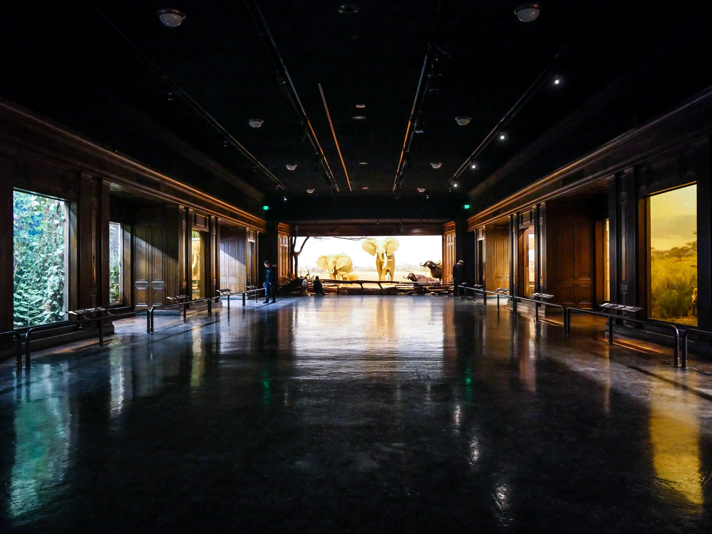 The African Mammal Hall 