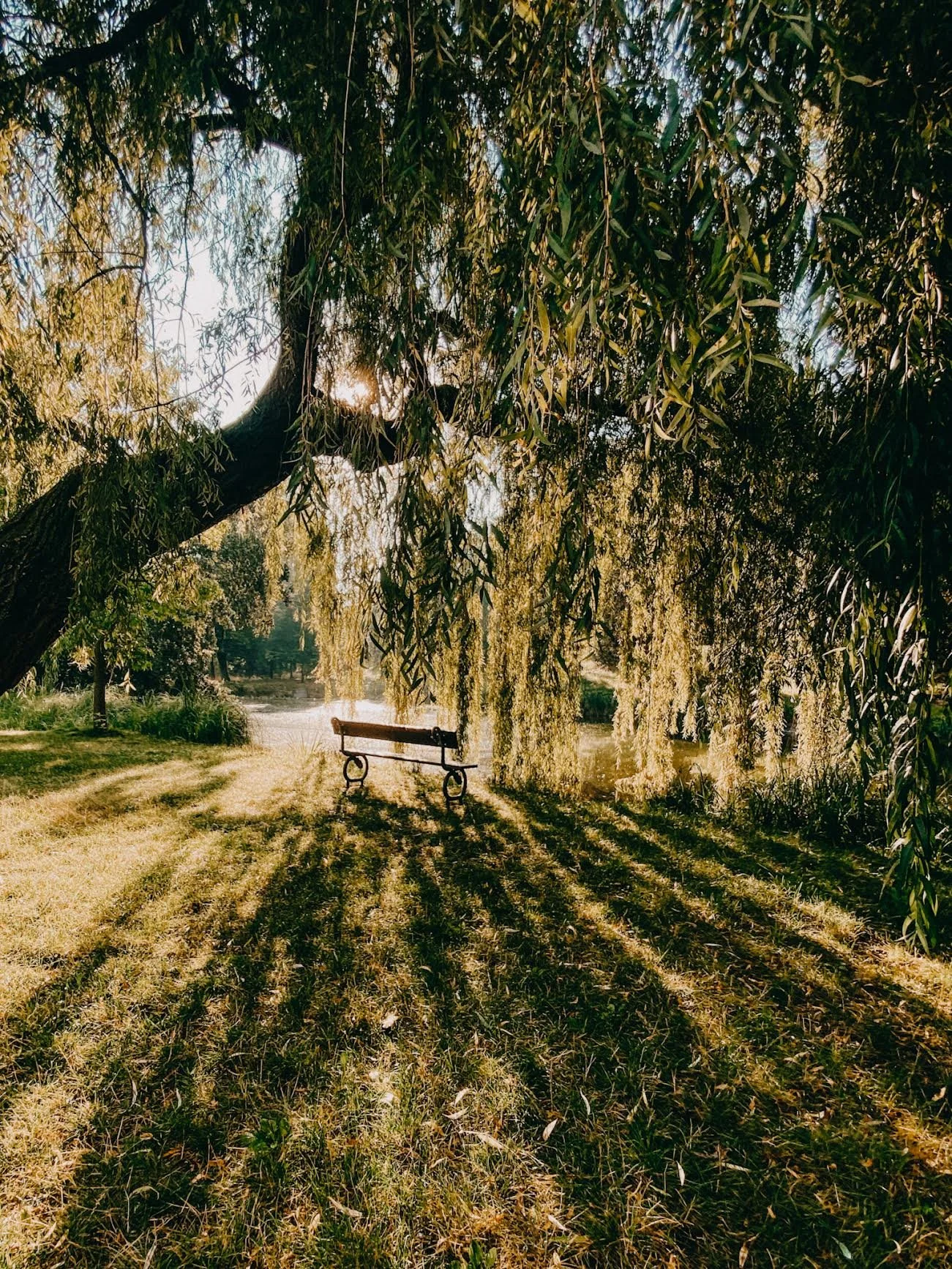 Something for a Willow Tree