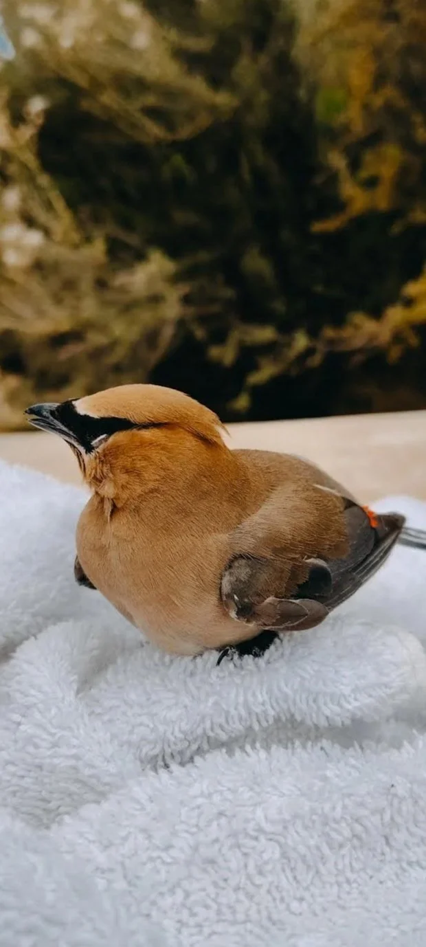 A Death, An Eclipse and the Gift of a Bird
