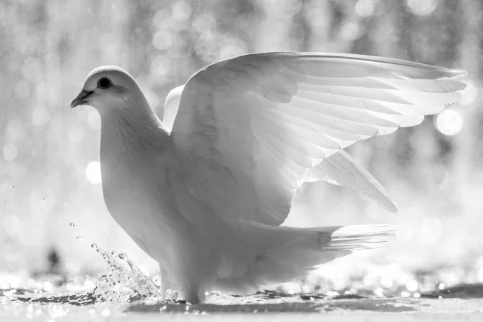 white-dove.jpg