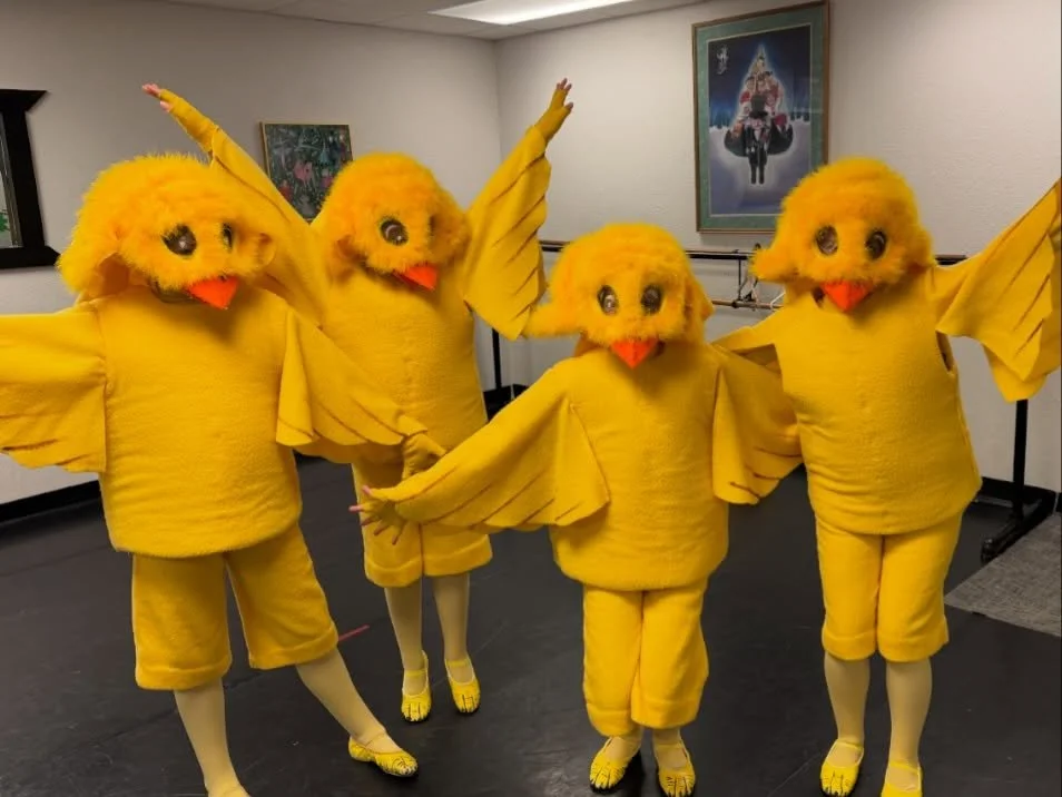 🐥🐓Don&rsquo;t be chicken! Get your tickets now! 

Jump into spring with these fluffy chicks at &ldquo;La Fille mal Gard&eacute;e&rdquo;! The show begins with the rooster&rsquo;s crow and four little chicks to wake you up for fun and laughs as we fo
