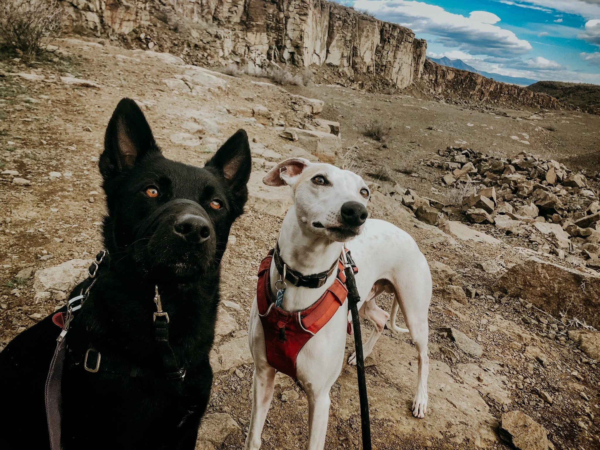 Take-A-Hike-Dog-Hiking-Company-Colorado.JPG