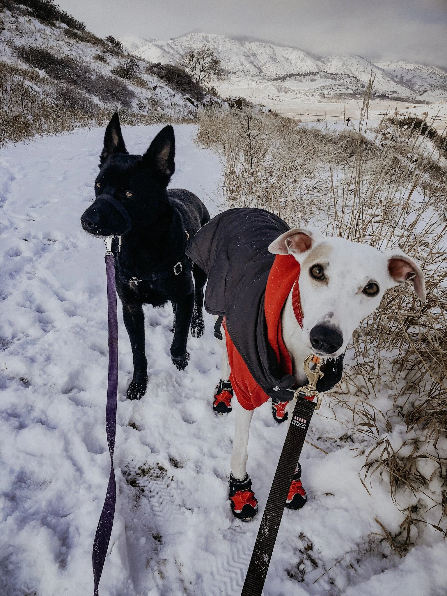 Take-a-hike-dog-hiking-company-boulder.JPG