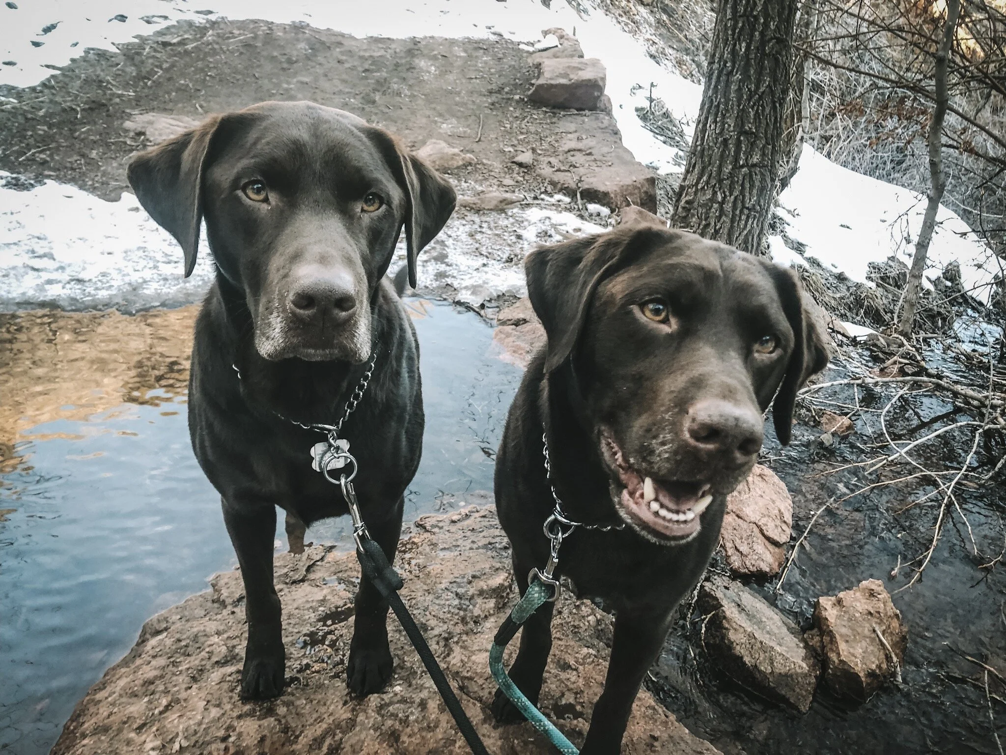 Colorado-dog-hiking-take-a-hike.JPG