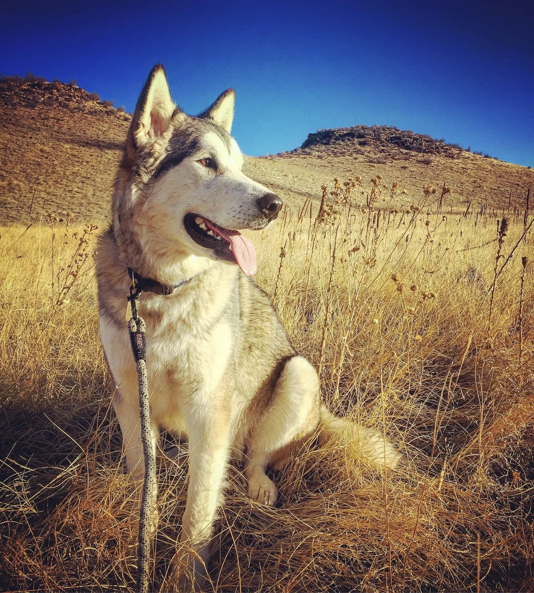 Colorado-dog-hiking-take-a-hike-denver.JPG