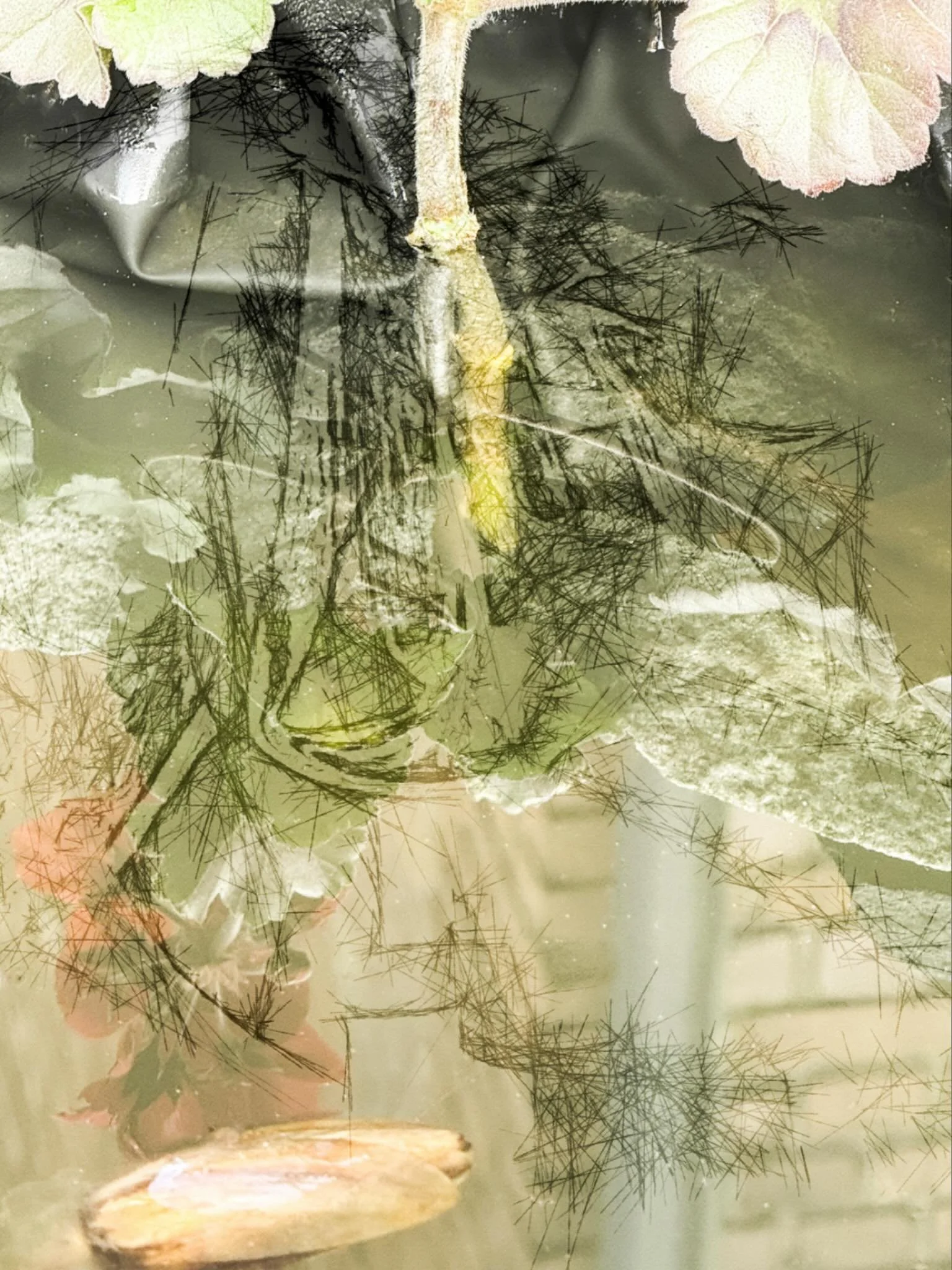 20251002 fg bw p #atelierspiegel #brunnenwasser #malfl&auml;che #arbeitsfl&auml;che  #lebensraum #grenzenlos  #fotografik_zaengerlein #photopainting #ccontemporaryart #digitalart # fineartprint 
20251002 fg bw p #artistmirror #fountainwater #painting