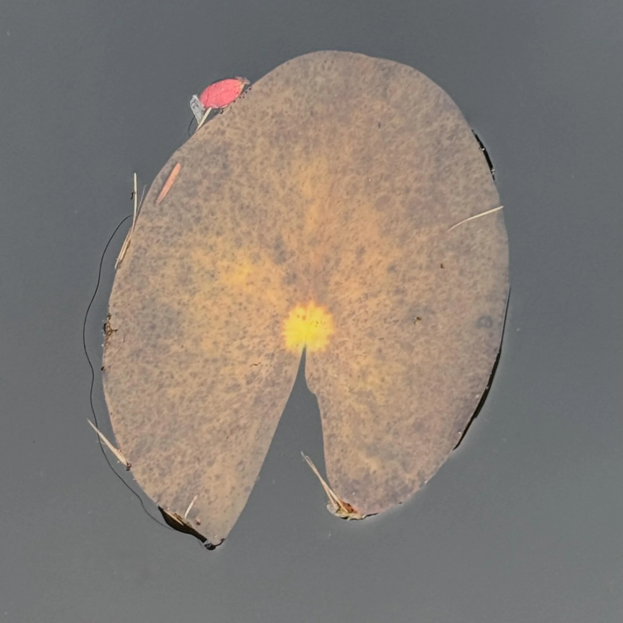 20251124 fg p pa li #Gelassenheit , #fotografik_zaengerlein #Fotomalerei experimentelle Fotografie contemporaryart  digitalart fineartprint Grafikkunst
20251124 fg p pa li serenity, fotografik_zaengerlein photopainting experimental photography contem