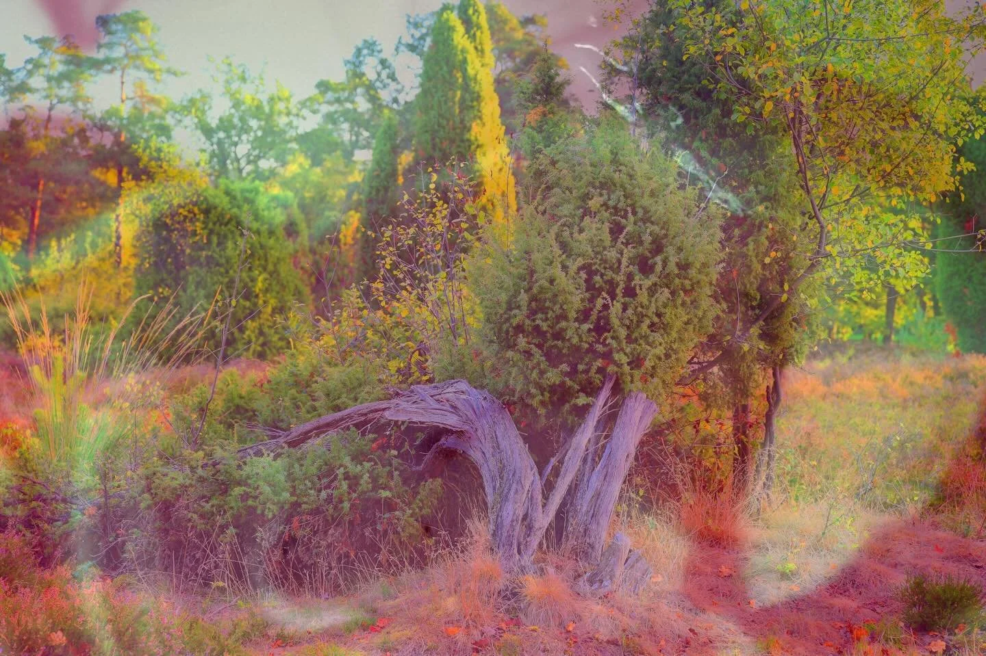 20260110 fg ma to #die Luft vibriert #fotografik_zaengerlein #Fotomalerei #Landschaftsfotografie #Contemporaryart digiitalart Grafikkunst fineartprint 
20260110 fg ma to the air vibrates fotografik_zaengerlein photopainting landscape photography cont