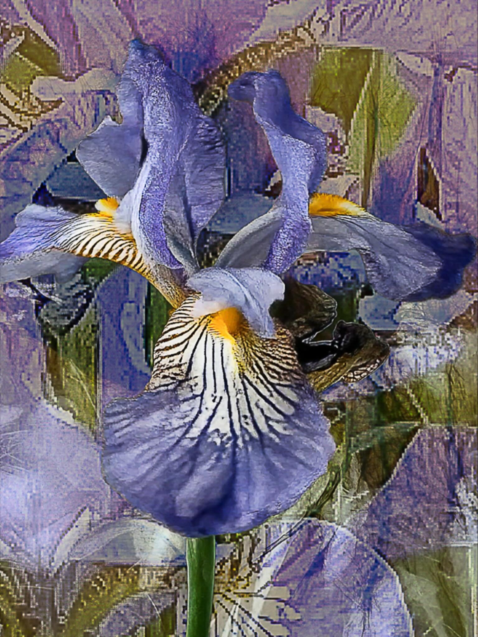 20260113 fg ir li bl A stroll through Iris&rsquo;s world of ideas photographic_zaengerlein photopainting digital art contemporary art photography graphic art