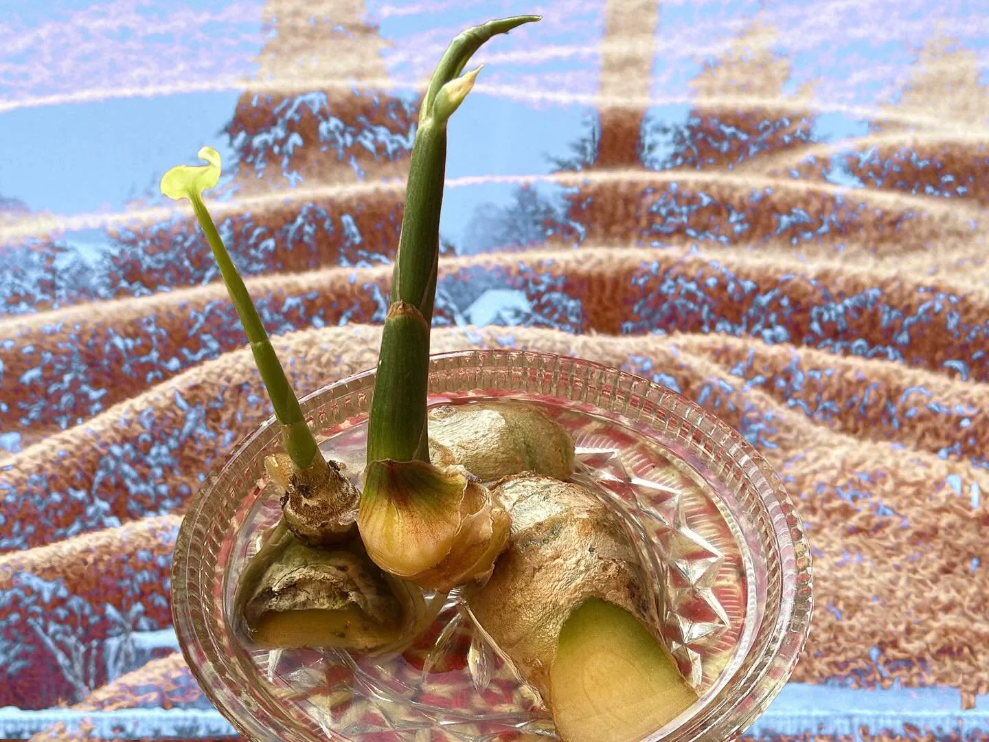 20260126 fg ma wi sc #fotografik_zaengerlein im Winter trefen sich Drinnen und Drau&szlig;en - welch ein herrliches Miteinander contemporaryart Kommunikationsart printart Grafikart
20260126 fg ma wi sc #fotografik_zaengerlein In winter, indoors and o