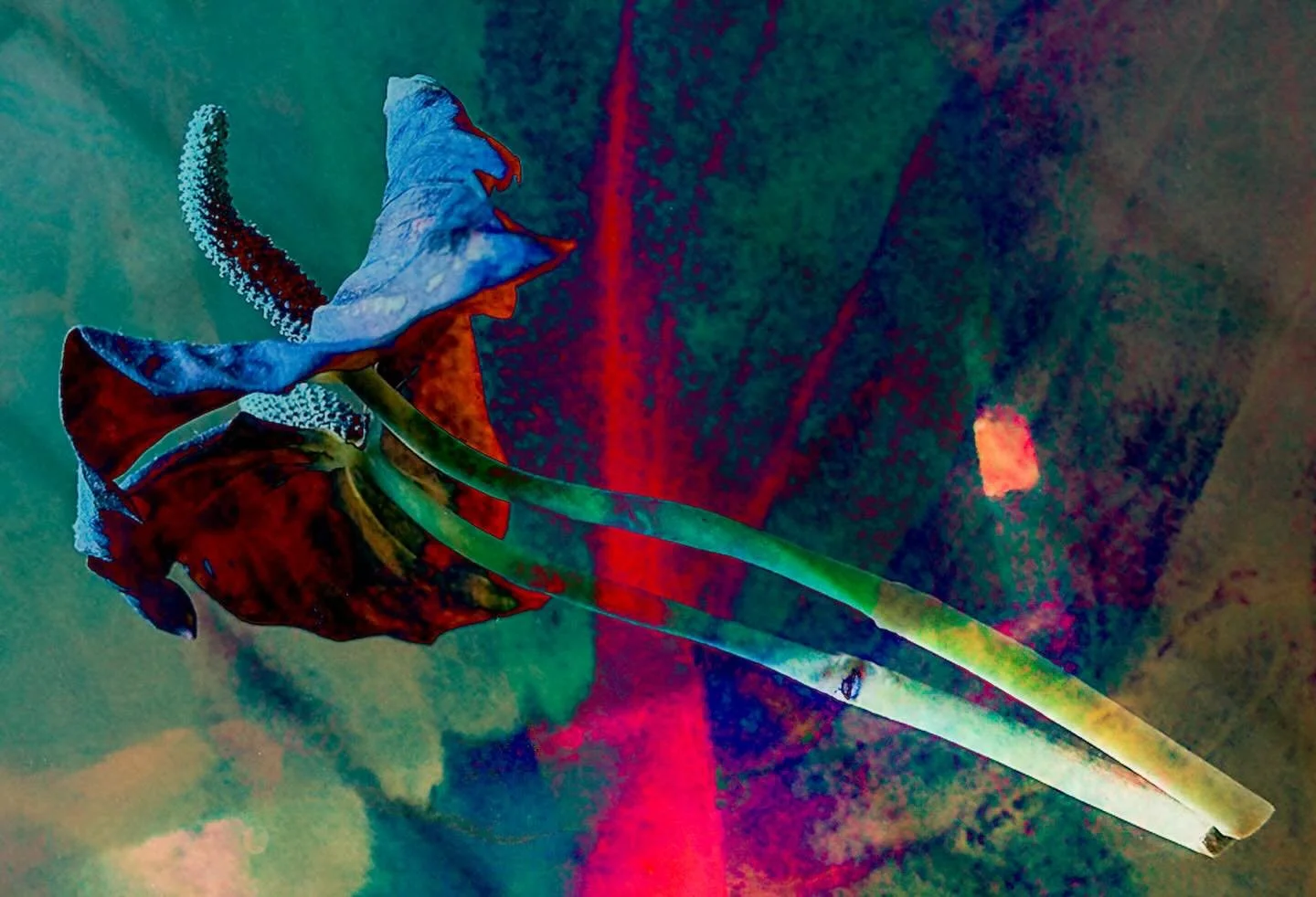 20260127 fg ma gl sp #fotografik_zaengerlein #Anthurie mit Spiegel  contemporaryart digitalart Fotoart Druckart vom Feinsten
20260127 fg ma gl sp #fotografik_zaengerlein #Anthurie with mirror  contemporary art digital art photographic art print art a