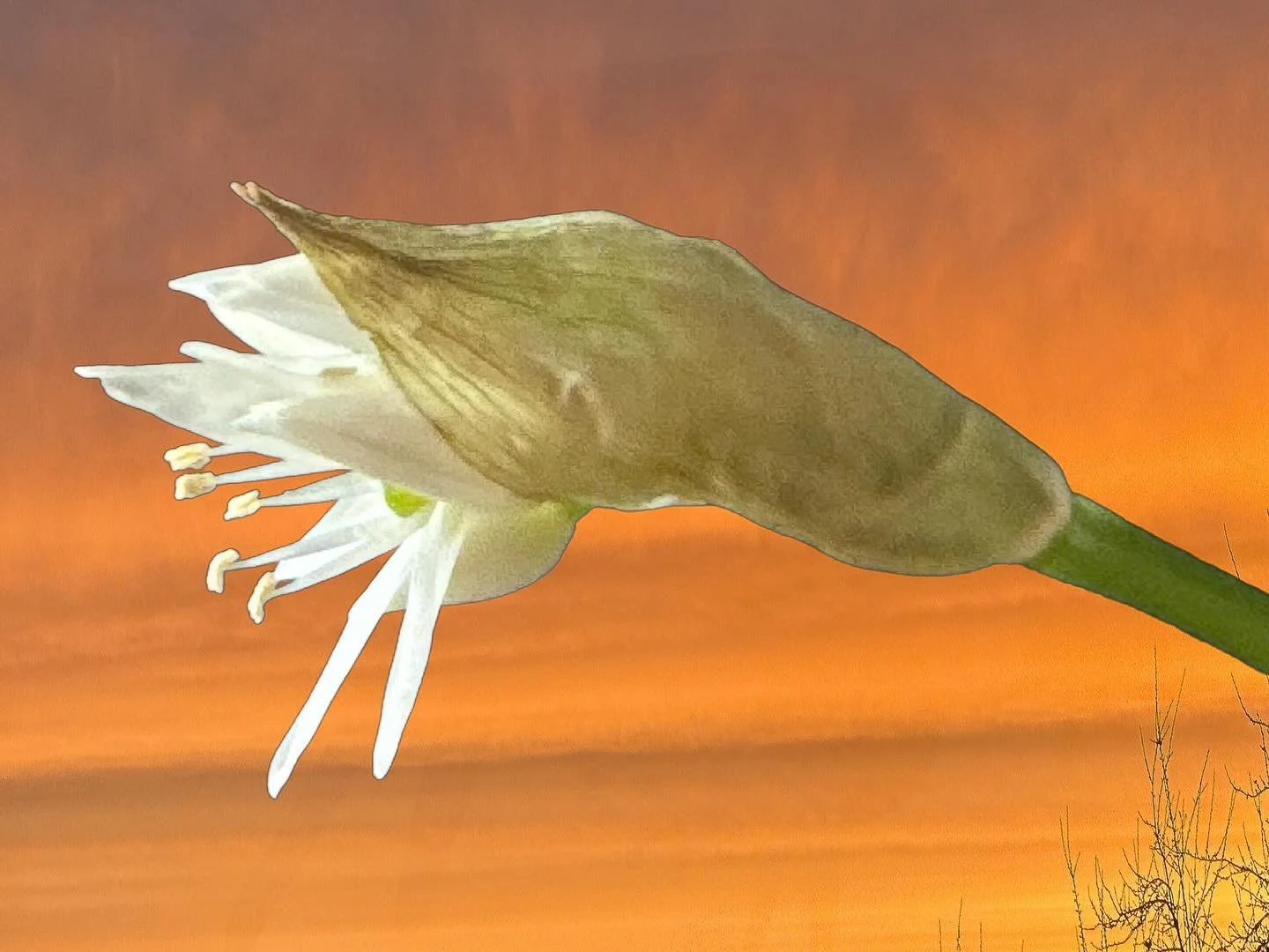 20260409 fgb&auml;so #fotografik_zaengerlein #B&auml;rlauchbl&uuml;te  bedankt sich bei der w&auml;rmenden Morgensonne #digitalart contemporaryart photoart 
20260409 fgb&auml;so #fotografik_zaengerlein #wildgarlicblossom  thanks the warming morning s