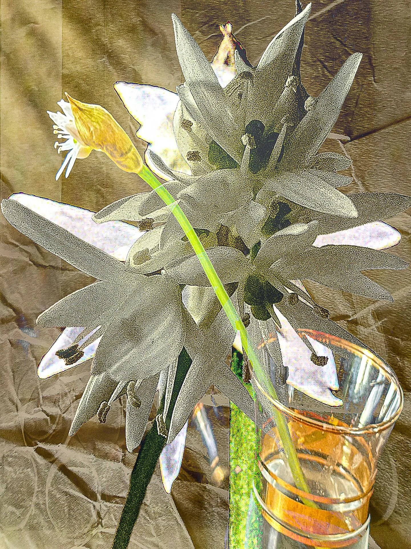 20260410 fgpalisob&auml; #fotografik_zaengerlein #heute Morgen vier Bl&uuml;ten an einem Stengel des B&auml;rlauches blickten in die fr&uuml;hen Sonnenstrahlen ein wahrlich sch&ouml;ner Anblick und ein wunderbarer Tagesbeginn #digitalart contemporary