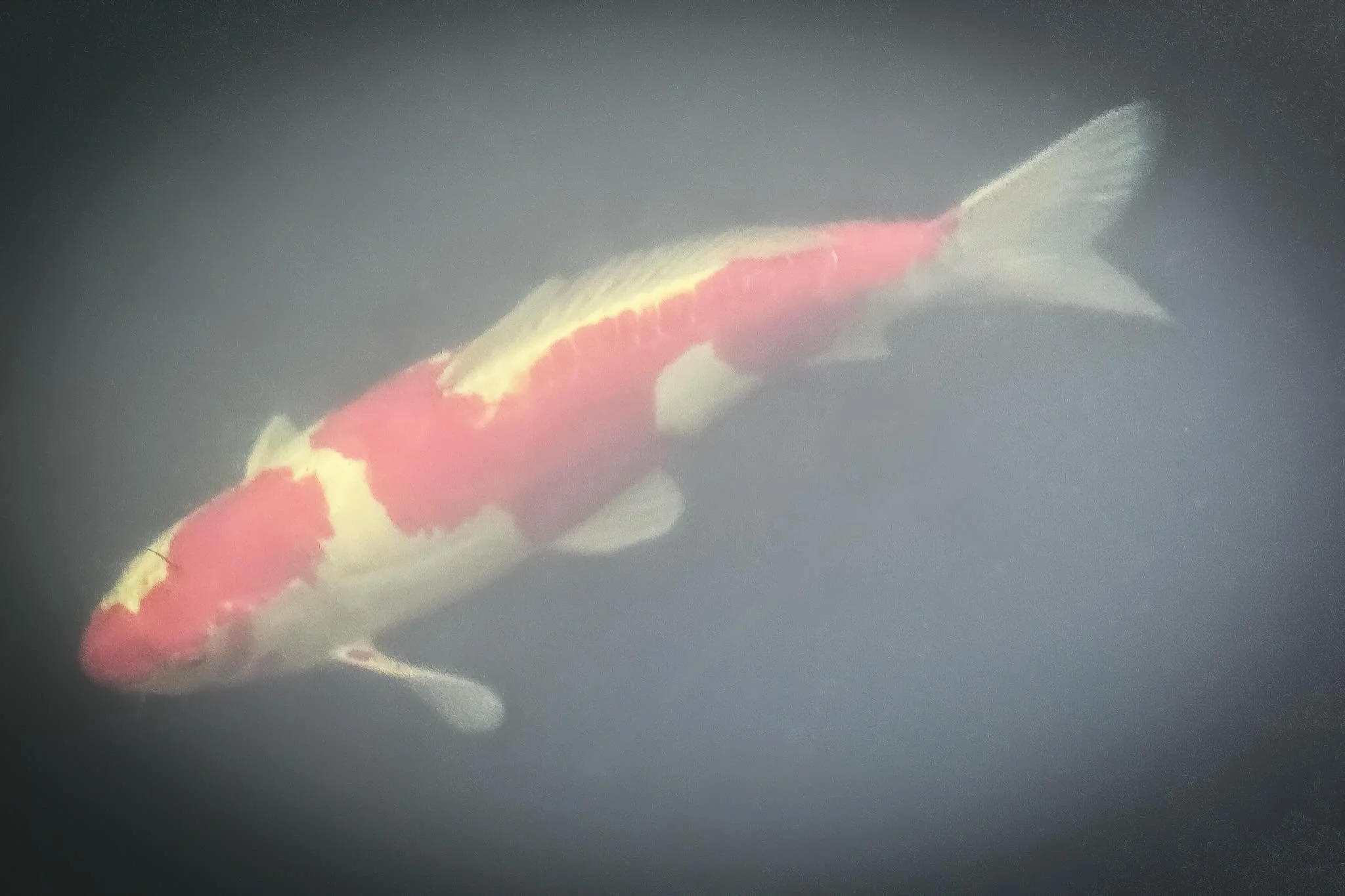 20260424 fgfoko #fotografik_zaengerlein #noch sind die N&auml;chte kalt verschleiert in tiefen Gew&auml;ssern Stille Bewegungen in Zeitlupe #digitalart contemporaryart photoart Druckkunst vom Feinsten 
20260424 fgfoko #fotografik_zaengerlein #the nig