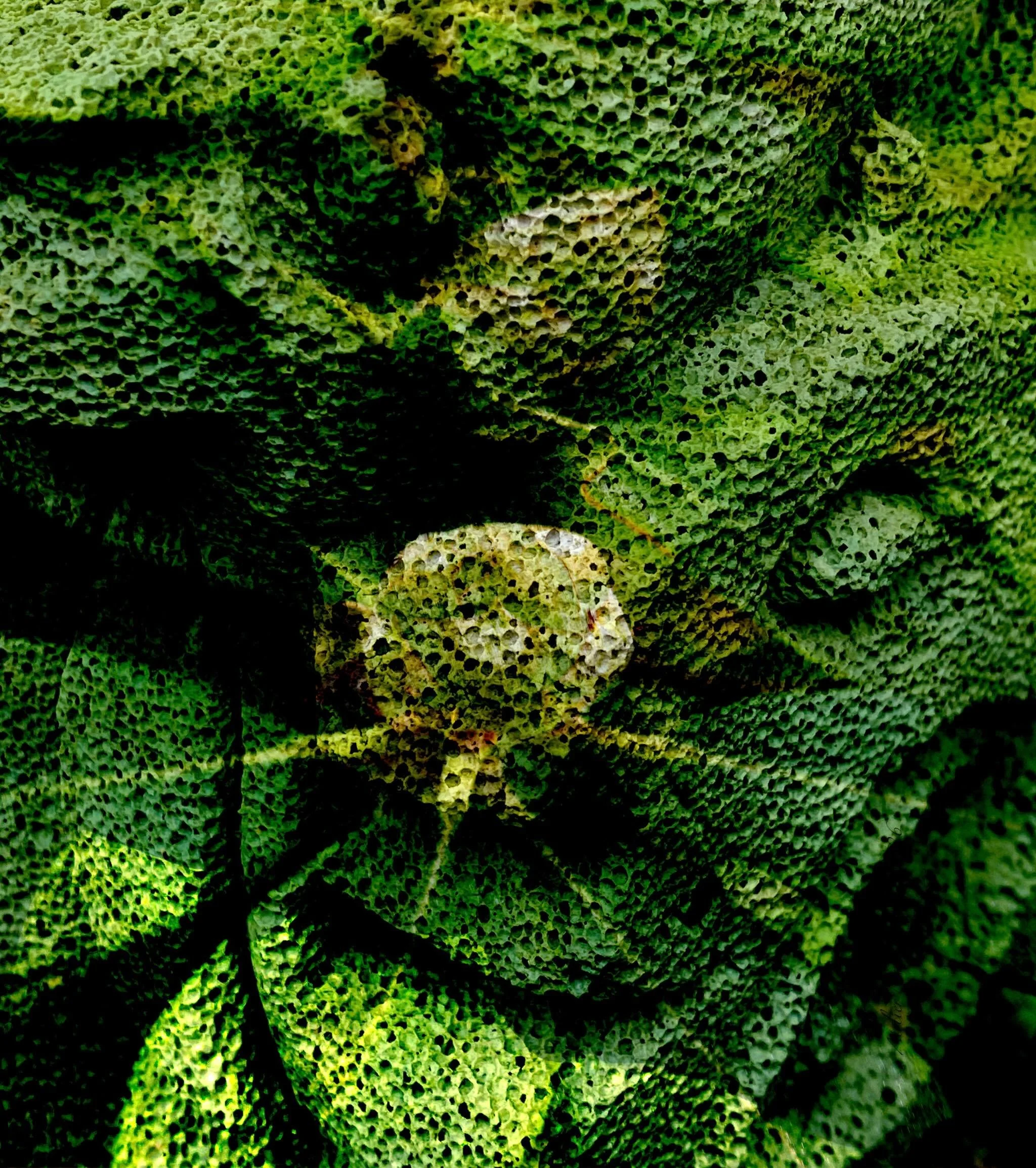 20260516 fgrhgr #fotografik_zaengerlein #Ytong mit Rhododendronknospen geschm&uuml;ckt wartet auf die kommende Entfaltung der Bl&uuml;tenpracht #digitalart #contemporaryart photoart Gedankenkunst Druckkunst vom Feinsten 
20260516 fgrhgr #fotografik_z