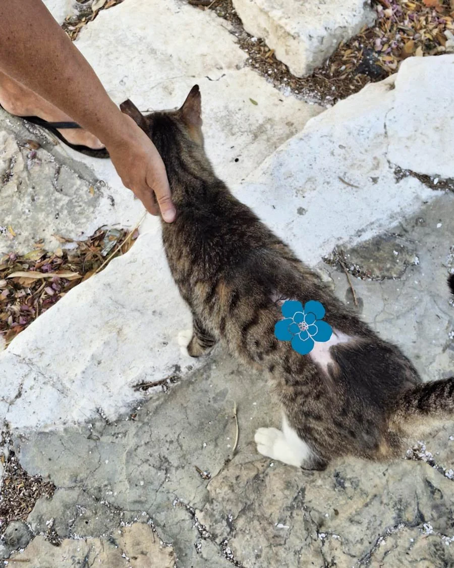 Rakan’s Incredible Recovery: Surviving a Massive Wound Against All Odds