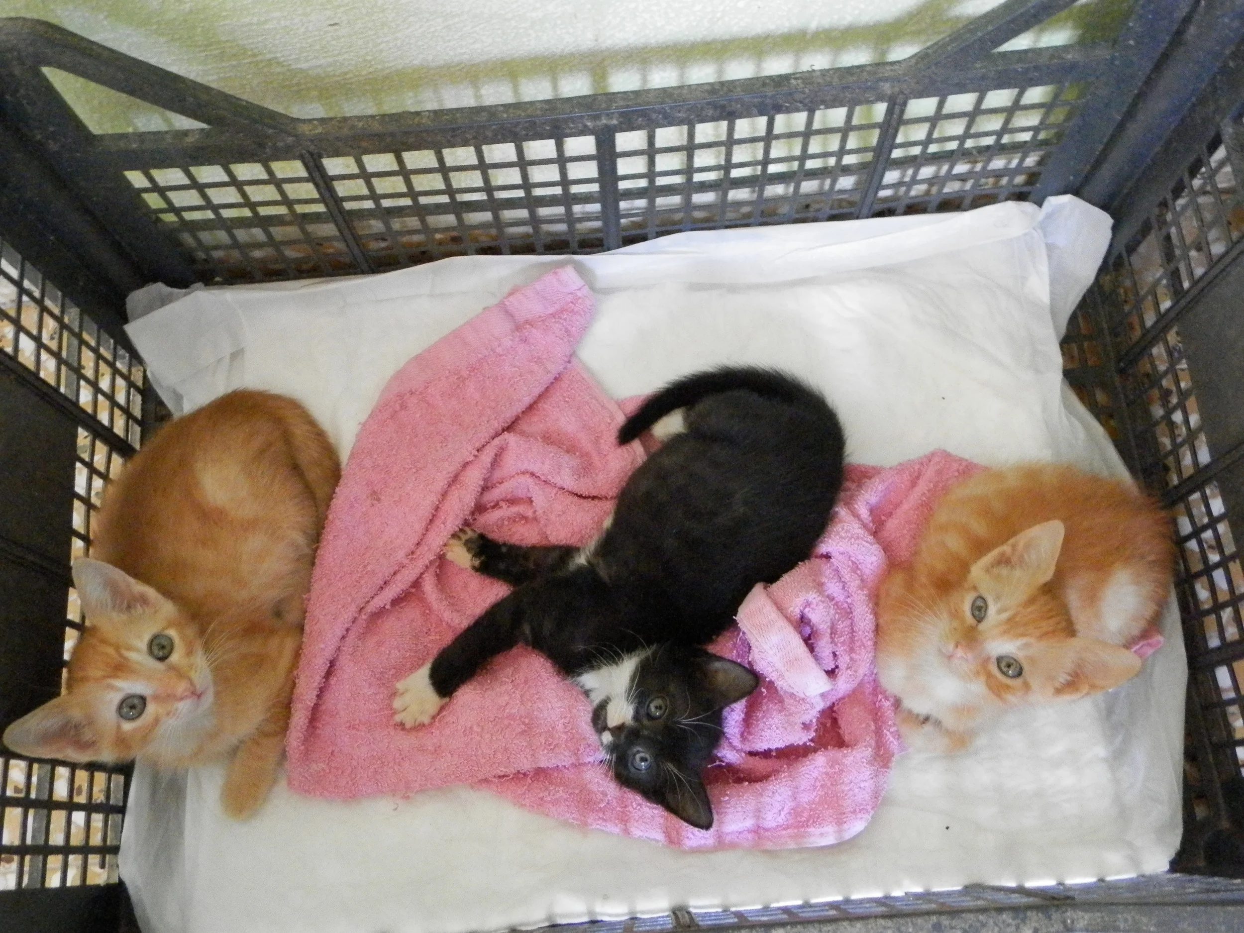 Klio + Minoas + Thalia