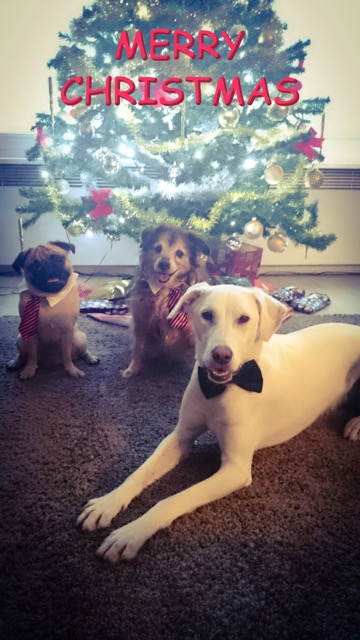 Kerstkaart 2015.jpeg
