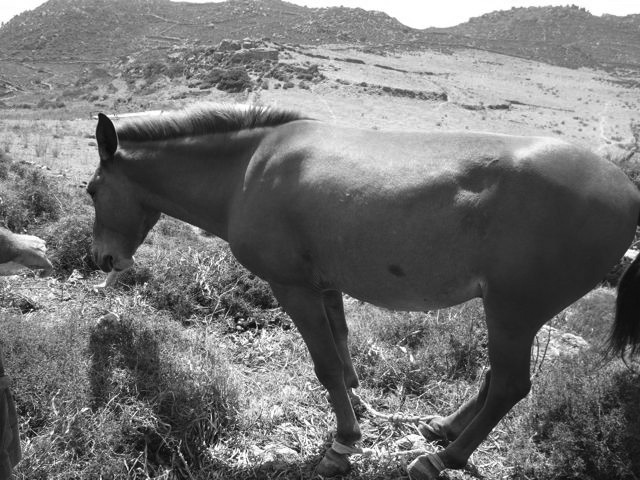 Mule with legs tied