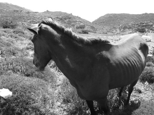Paola the Mare