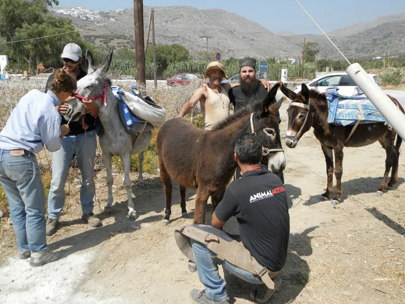 Animal Action at work in Amorgos, Greece, June 23–25, 2016