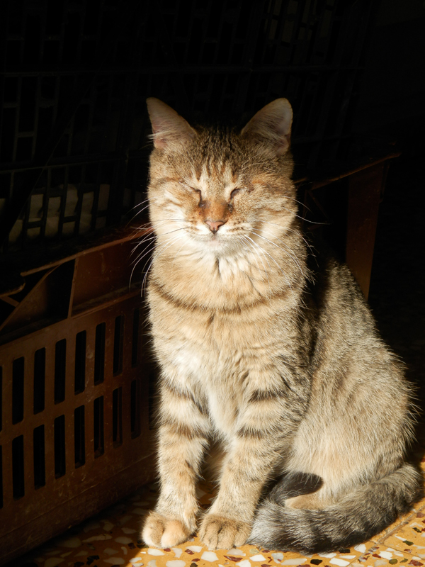 Enjoying a spot in the sun