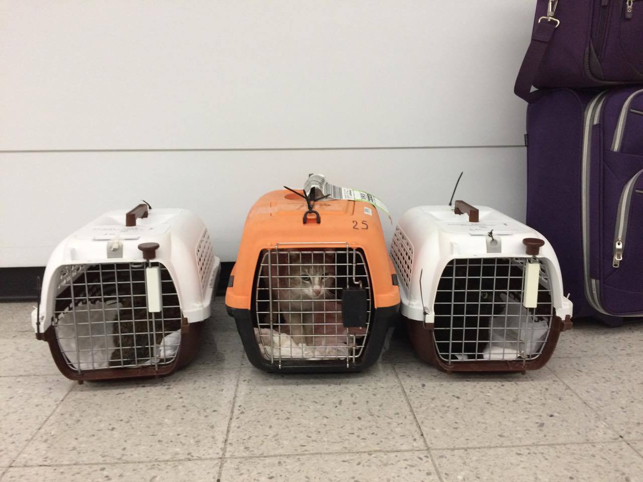 Arriving in Chicago with two other cats from Amorgos