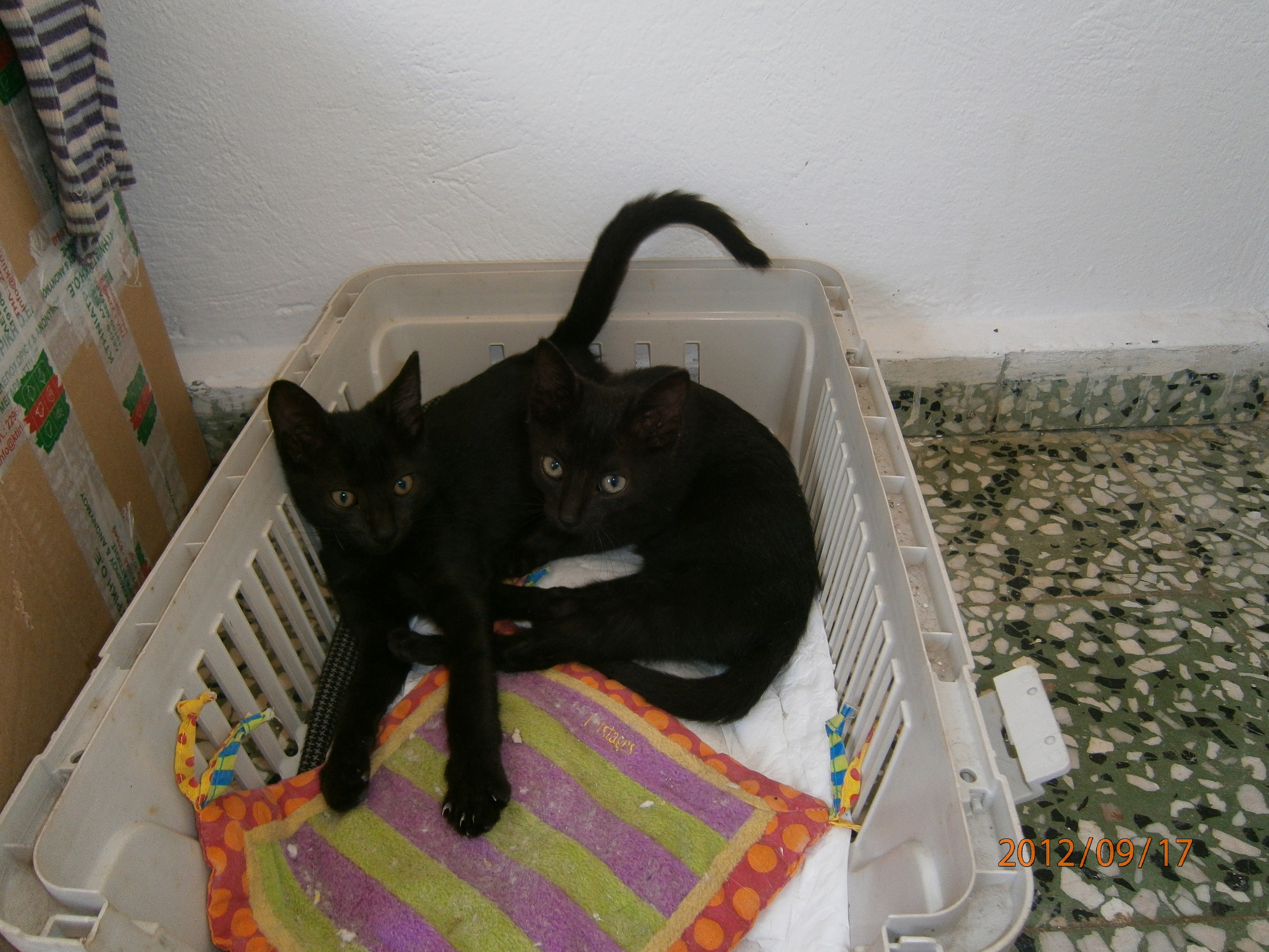 With his sister Daisy as kittens
