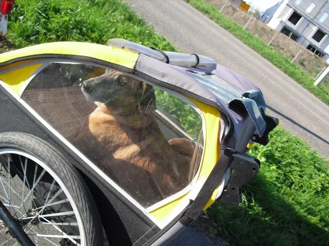 Charley in his bike cart.