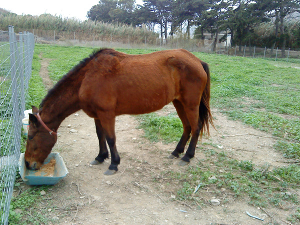 Paola the Mare and her new fence