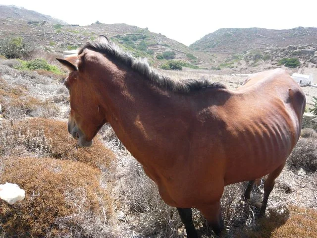 Paola the Mare