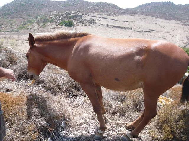 Mule with legs tied