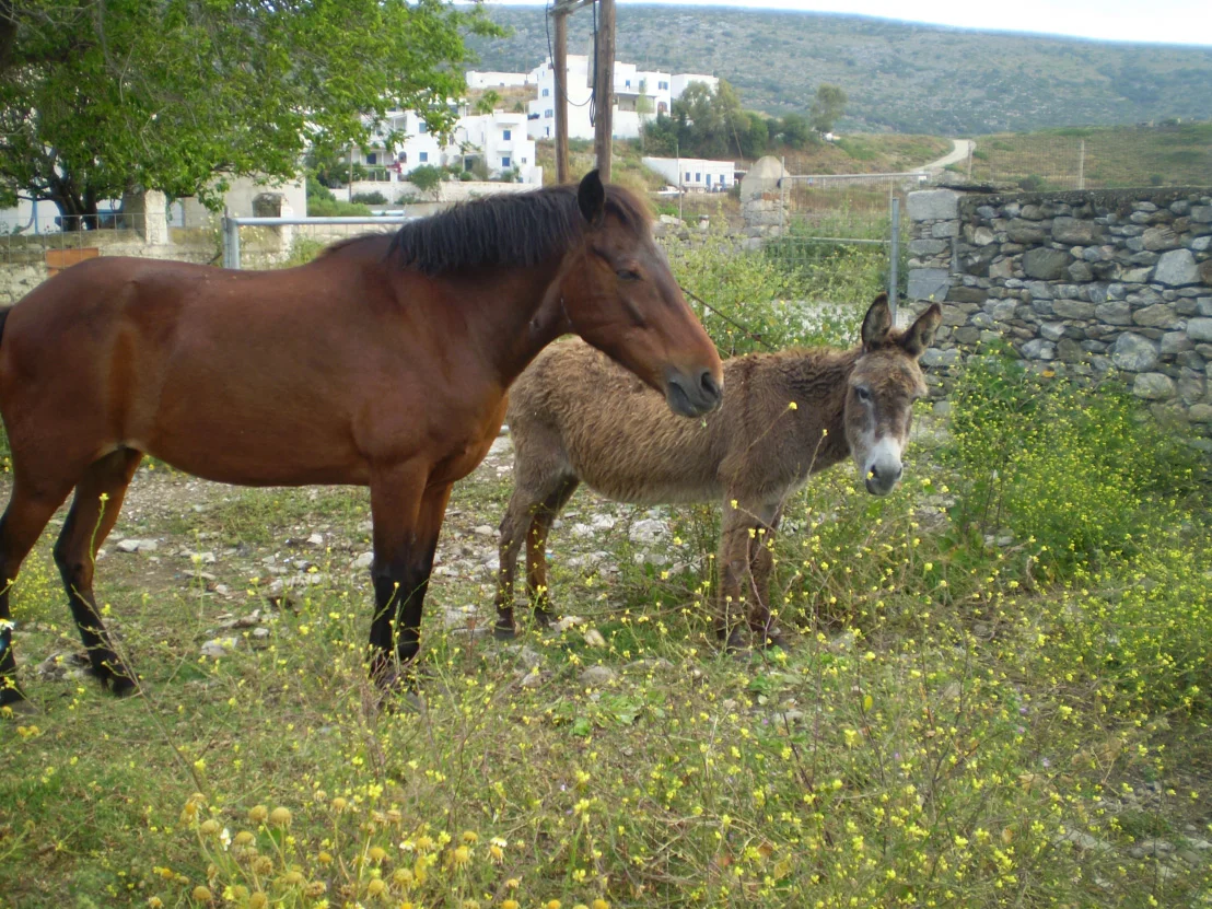 Horse and donkey