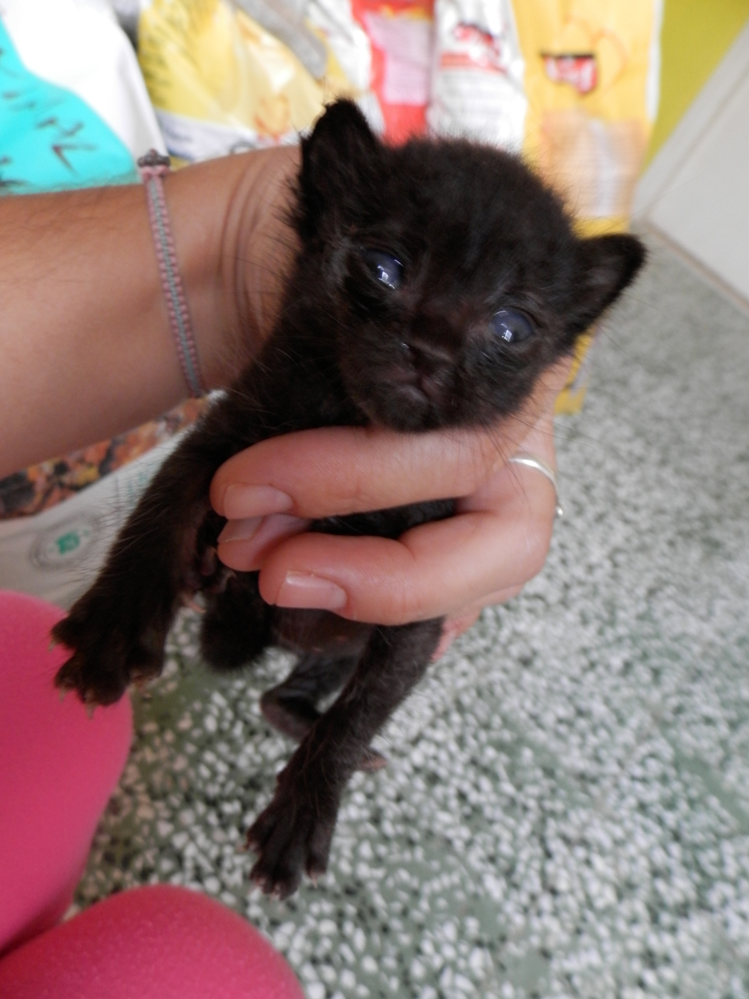 Little Artemis