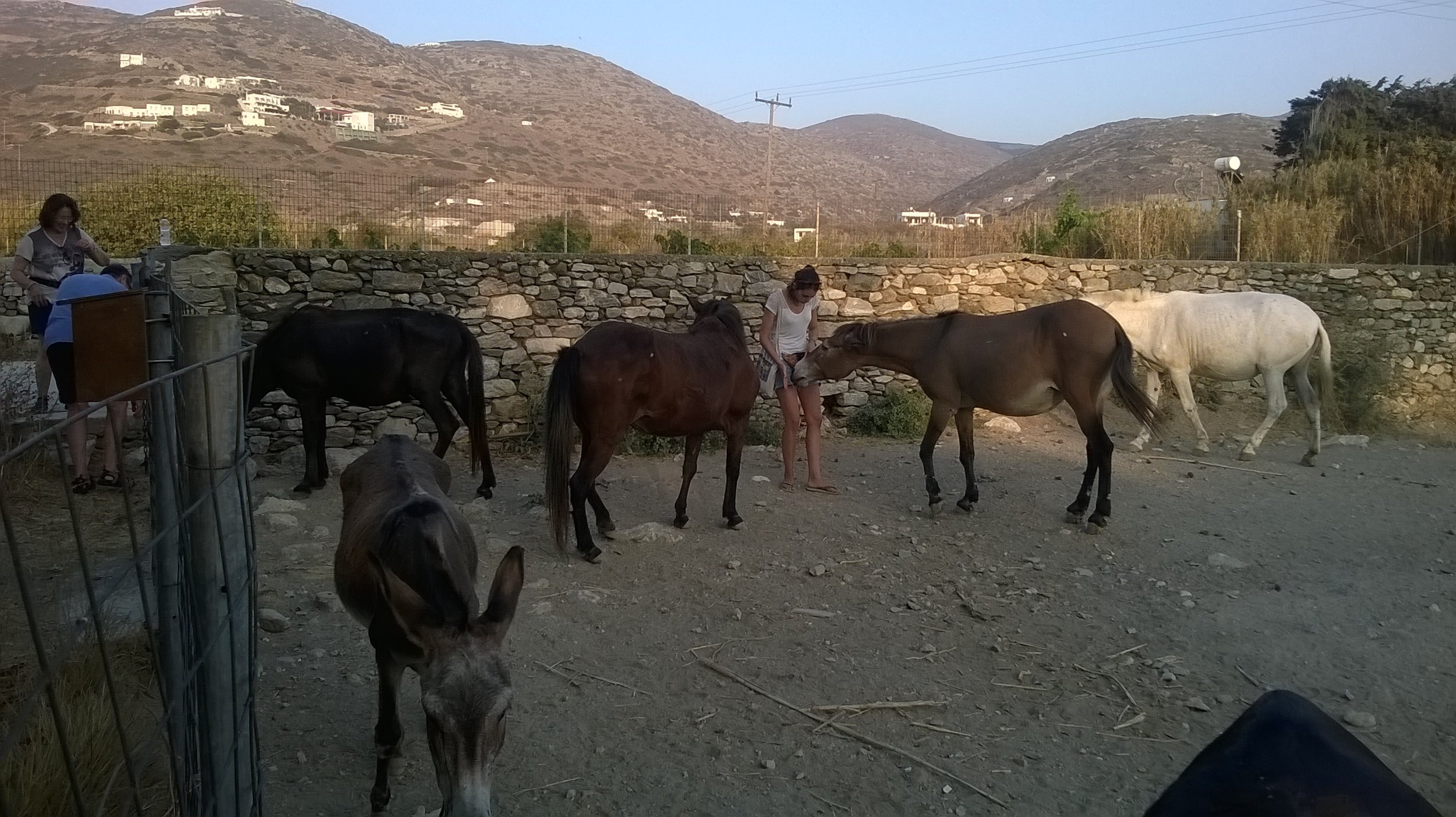 Inma gives treats to our animals at the equine shelter