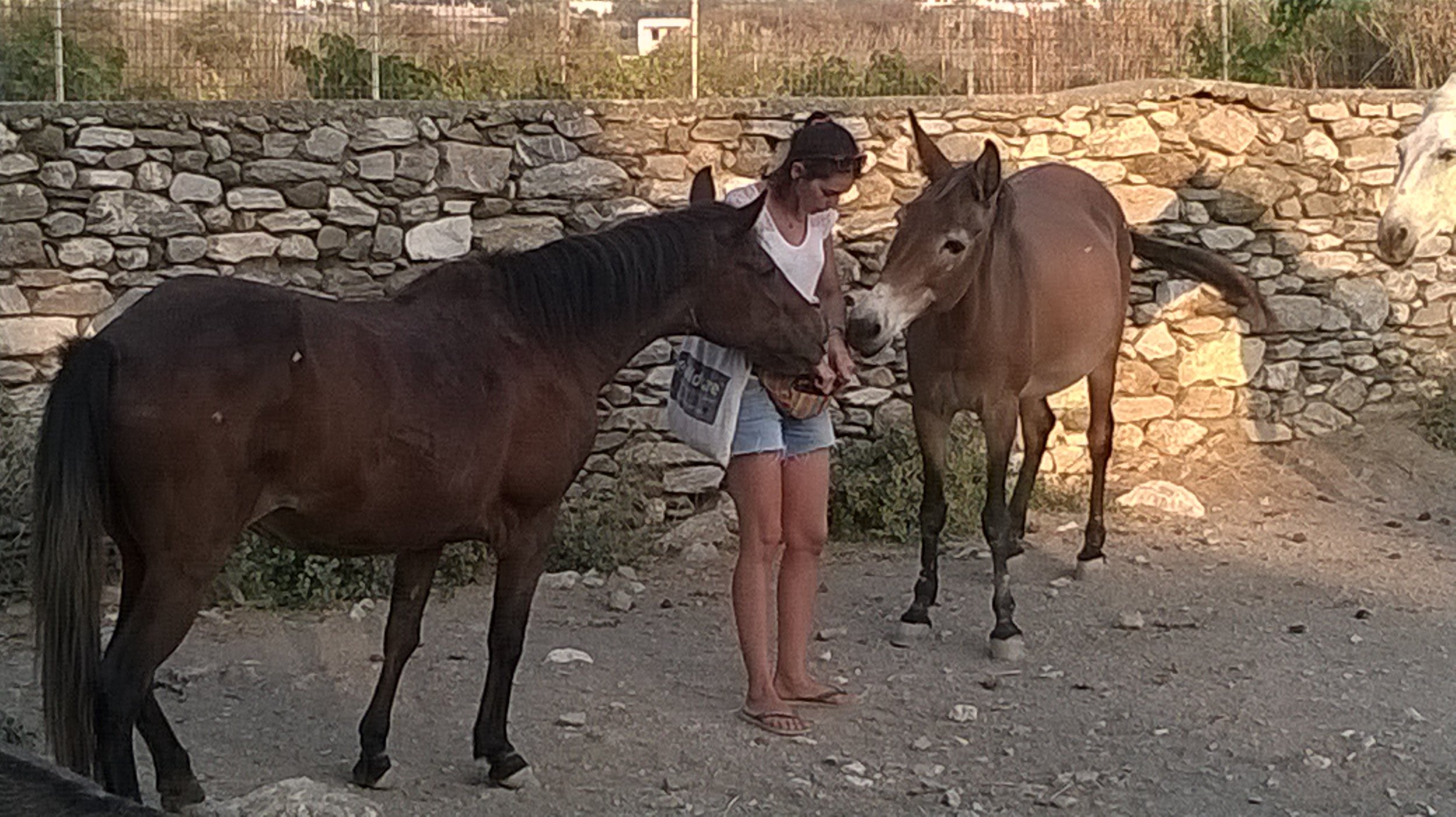 Inma gives treats to Paola the mare and Mona the mule