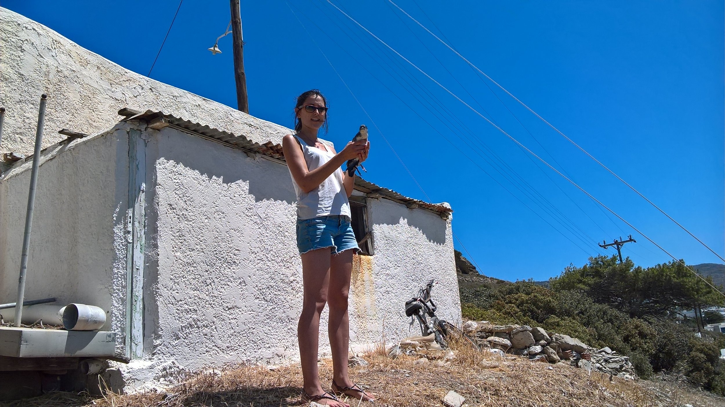 Inma releases a young sea bird (Mediterranean Puffinus Yelkouan) that was rescued by concerned citizens