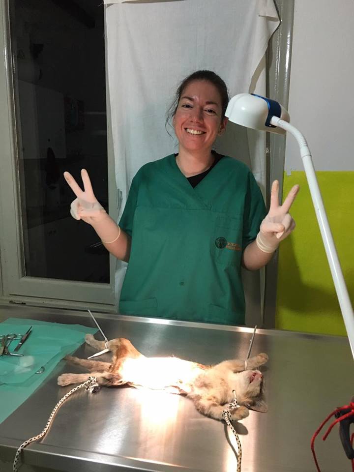   Dr. Andrianna Papadimitropoulou just finishing the sterilization of one of the kittens of our Center.  