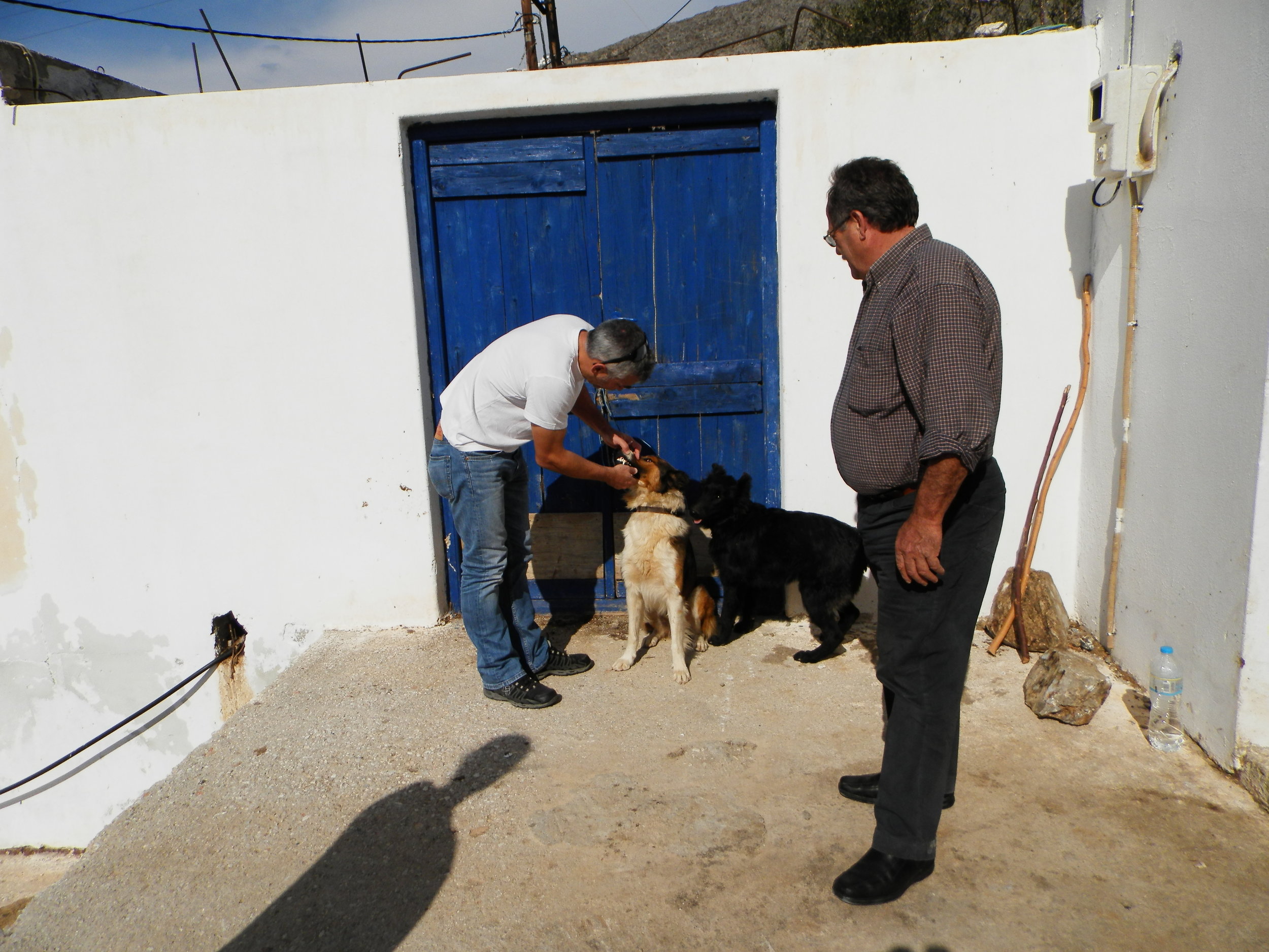   Dr. Manolis Vorisis examines the dogs of Stamatis Simos who brought them for their annual vaccination.  