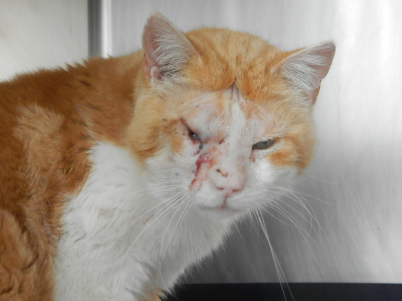 Plume in our Center, being treated for infection