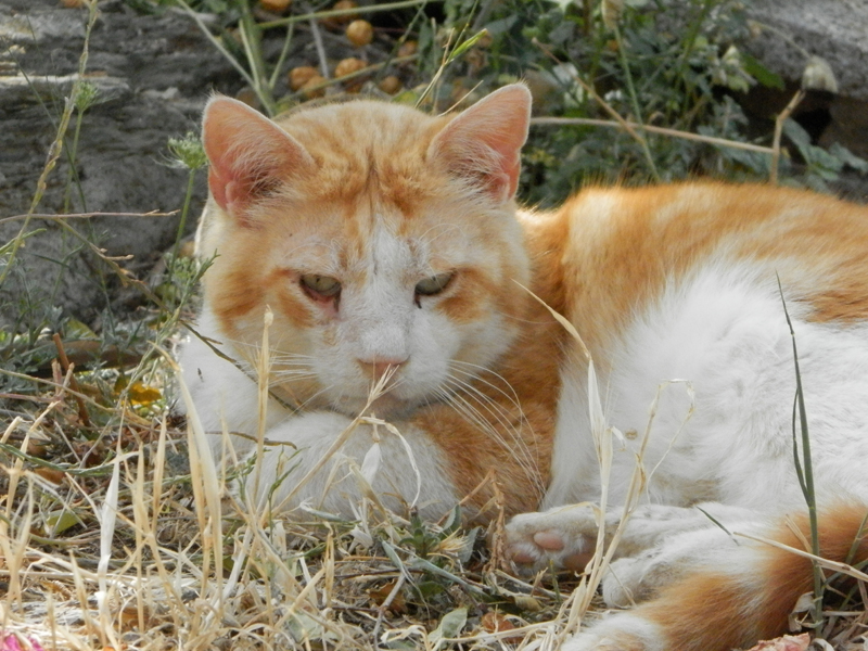   Plume in Amorgos  , before his health problems started  