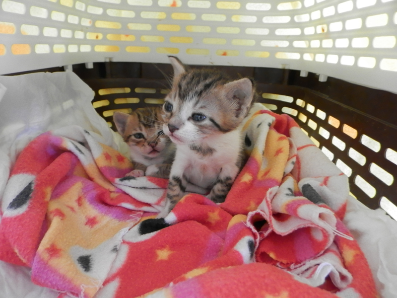 Growing strong in Amorgos, at AZI's Center
