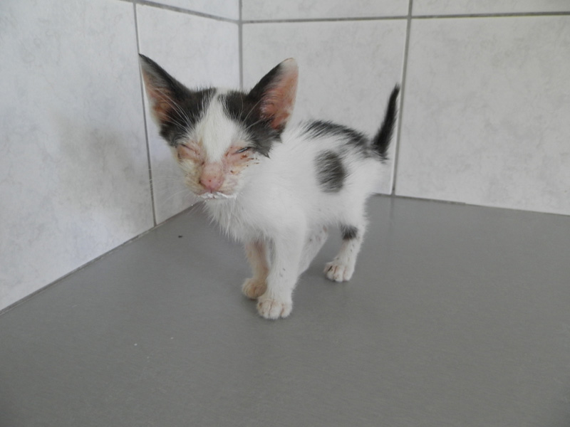 Voulitsa arrived as a very sick kitten